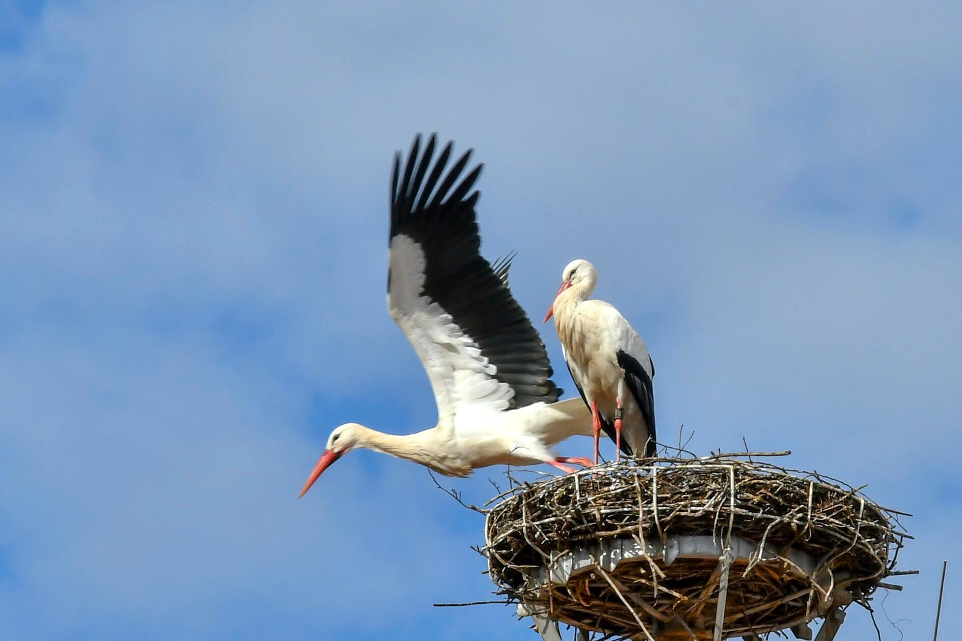 Wie ein Versprechen auf den nahenden Frühling sitzen die Störche hoch oben auf dem Dach des Bürgeramtes Süd in Katzwang. Endlich dürfen sie die ersten wirklich warmen Sonnenstrahlen genießen, die sanft über ihre weißen Schwingen und schwarzen Flügelspitzen gleiten.