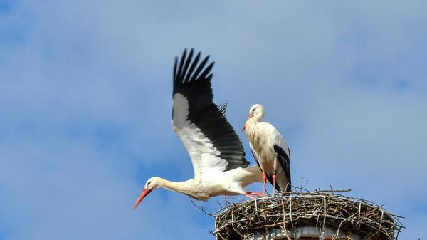 Wie ein Versprechen auf den nahenden Frühling sitzen die Störche hoch oben auf dem Dach des Bürgeramtes Süd in Katzwang. Endlich dürfen sie die ersten wirklich warmen Sonnenstrahlen genießen, die sanft über ihre weißen Schwingen und schwarzen Flügelspitzen gleiten.