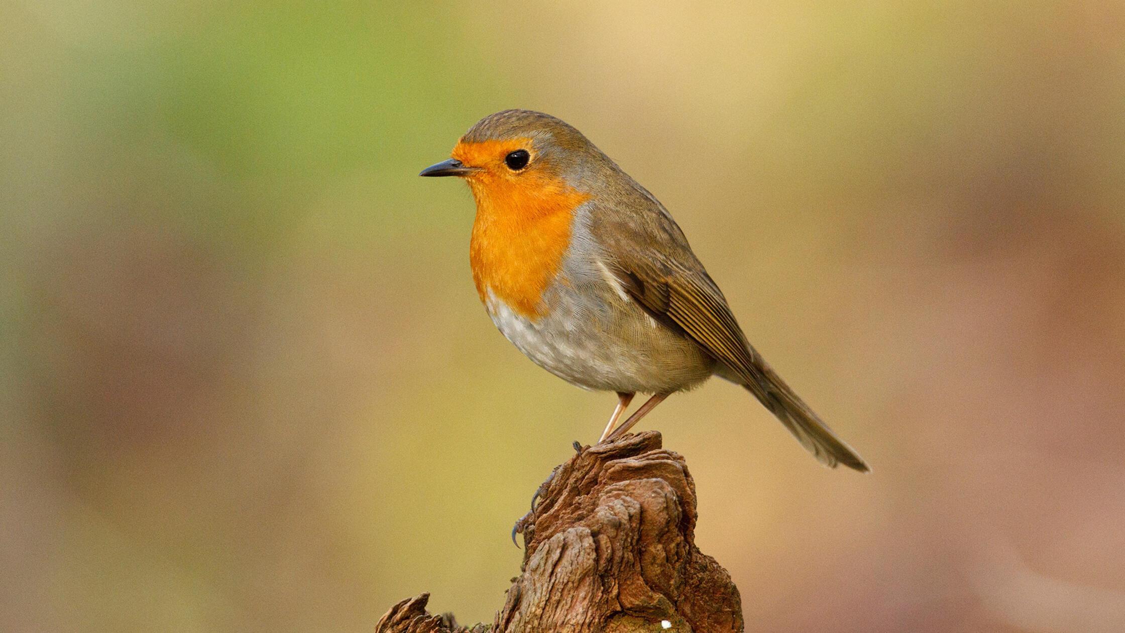 Hier ein Rotkehlchen, das in unseren heimischen Gä