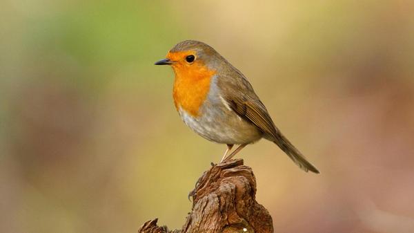 Hier ein Rotkehlchen, das in unseren heimischen Gä