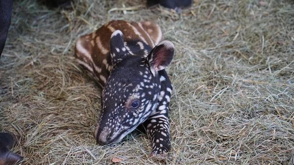 Im Tiergarten der Stadt Nürnberg ist am Mittwoch,