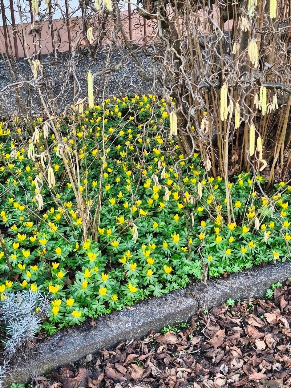 Diese gelben Frühblüter sind unter der Korkenzieherhasel voll und gelb aufgeblüht. Langsam sagt uns der Winter mit Schnee, Eis und Glätte, so wie es sich gehört, ade!