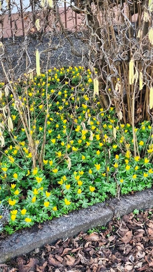 Diese gelben Frühblüter sind unter der Korkenzieherhasel voll und gelb aufgeblüht. Langsam sagt uns der Winter mit Schnee, Eis und Glätte, so wie es sich gehört, ade!