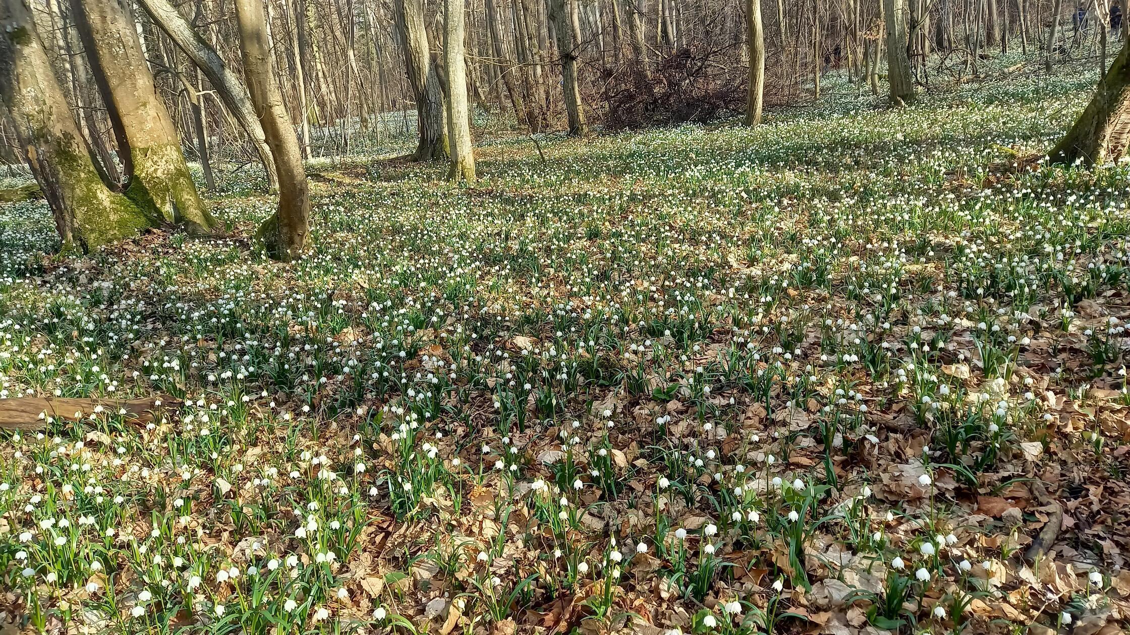 Märzenbecherwald im Ettenstatt . Steht unter Naturschutz , deshalb ist ausgraben verboten .