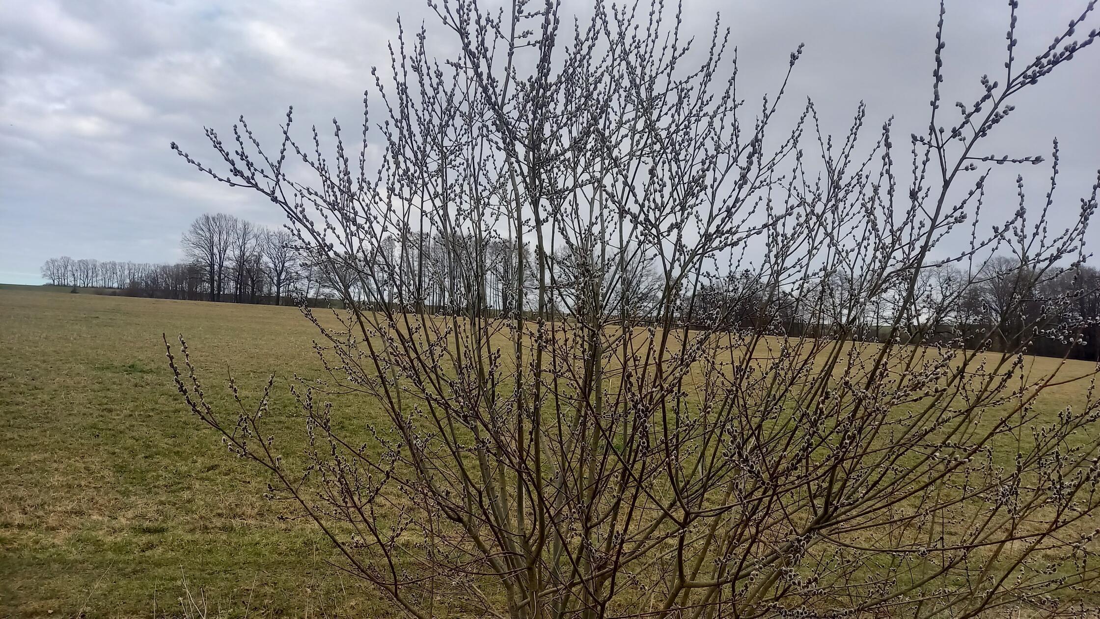 Palmkätzchen gehören zu den ersten Frühjahrsboten und sind zu dieser Zeit eine der einzigen Nahrungsquellen für Bienen.