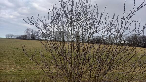 Palmkätzchen gehören zu den ersten Frühjahrsboten und sind zu dieser Zeit eine der einzigen Nahrungsquellen für Bienen.