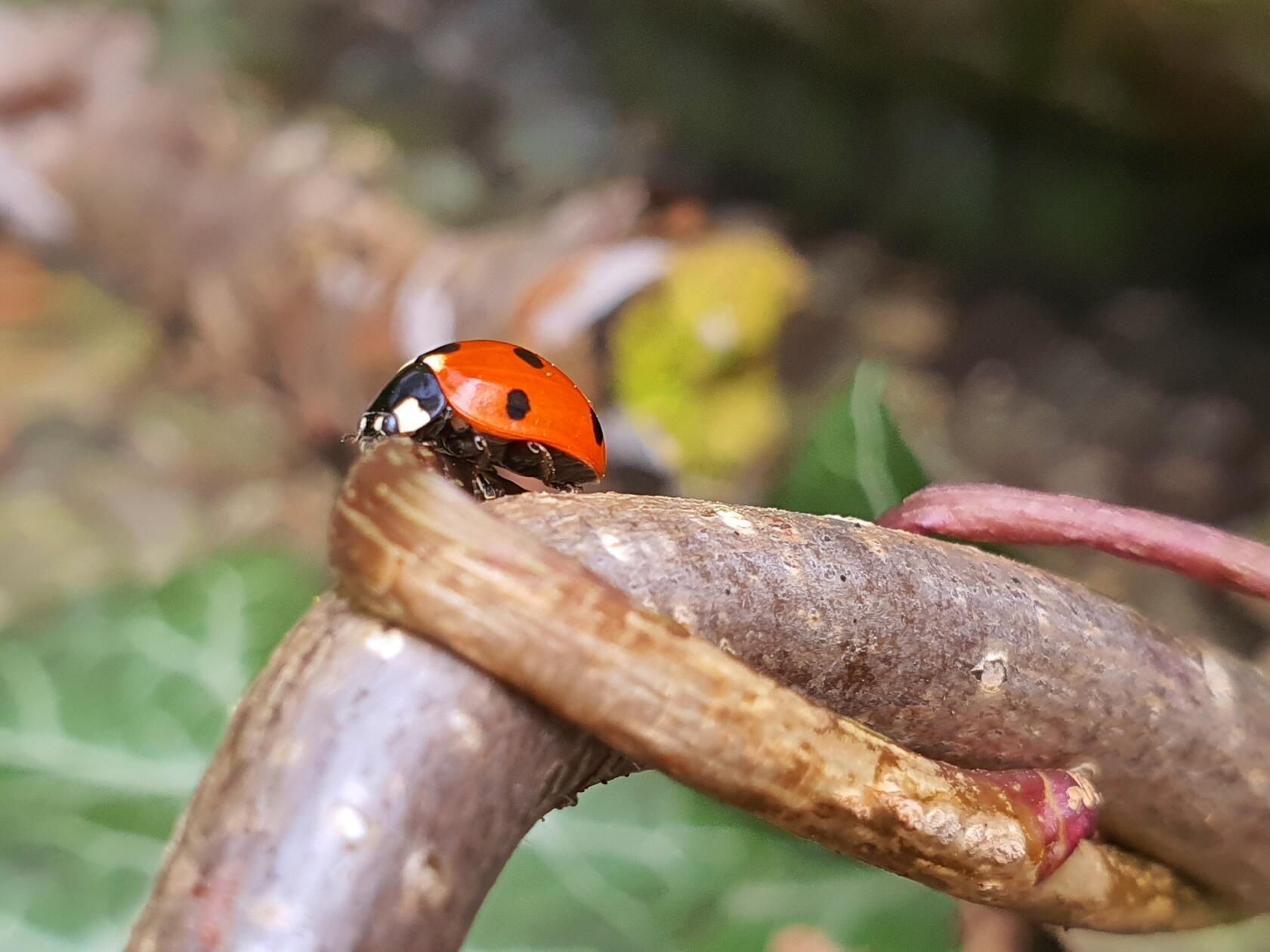 Im Garten entdeckt - Glück muss man haben.