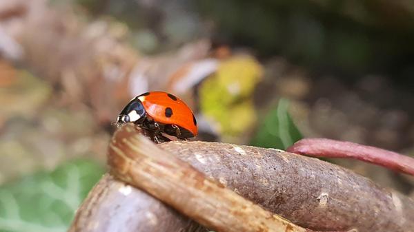 Im Garten entdeckt - Glück muss man haben.