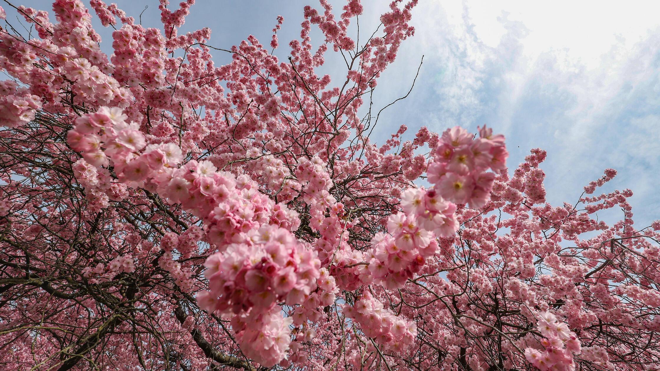 Sonniges Fruehlingswetter Frühlingswetter. Die Kir