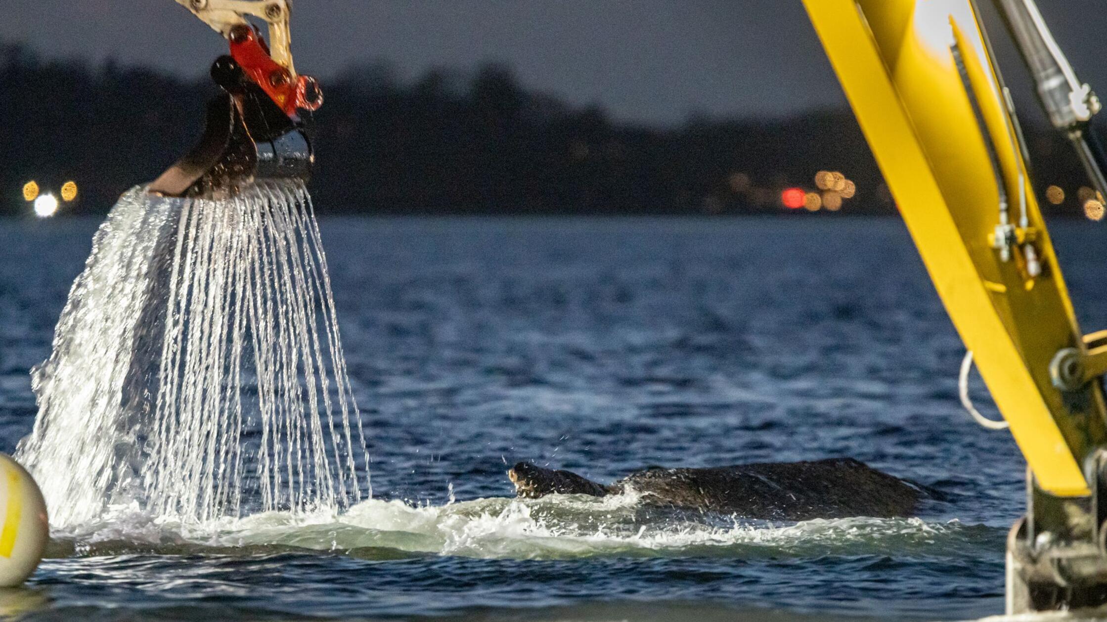 Mehrere Bagger arbeiten in der Nähe von einem gest