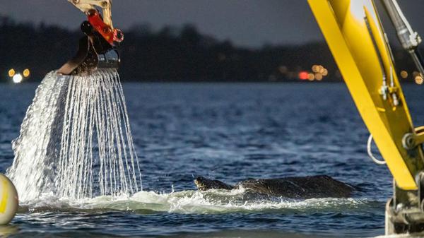 Mehrere Bagger arbeiten in der Nähe von einem gest