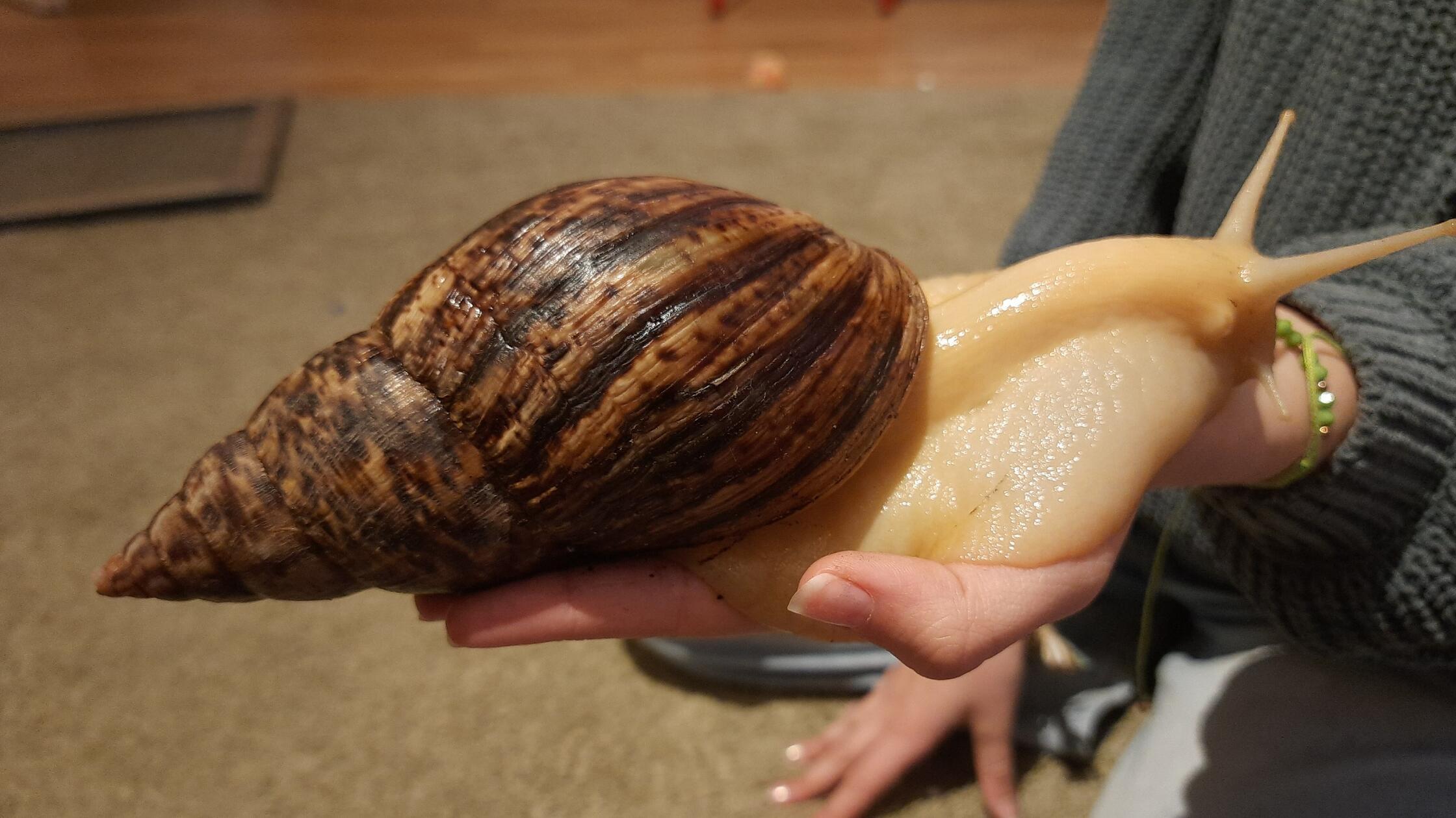 Leserfoto Achatschnecken 