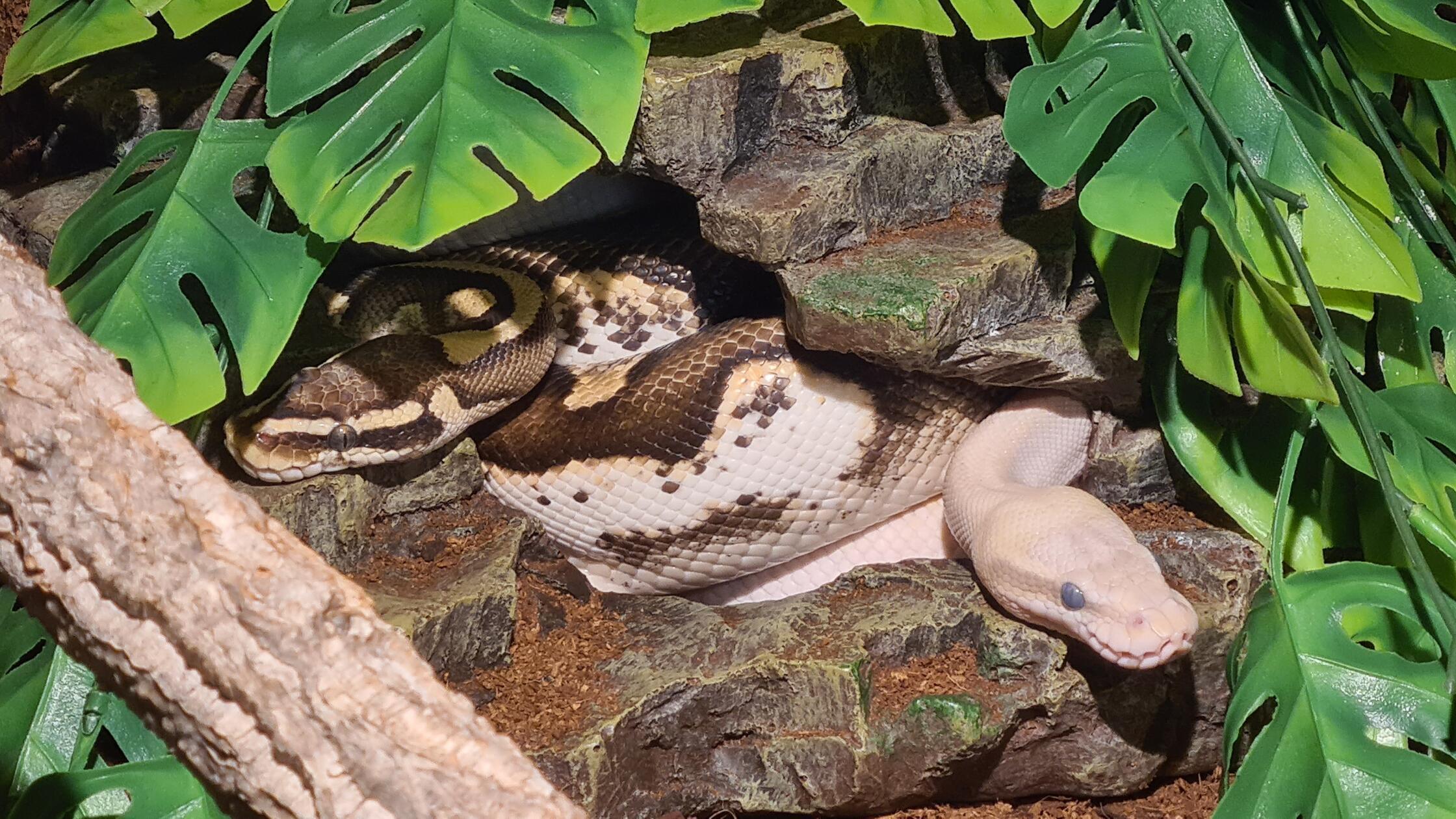 Bei Familie Schulz in Ellingen leben diese beiden Königspythons. Die dunkle Schlange heißt Prince, während die weiße Schlange Fluffy getauft wurde.