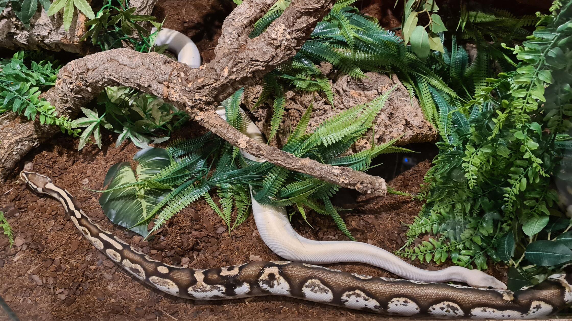 Die Tochter der Familie Schulz hatte mit 8 Jahren ein Referat über Schlangen gehalten. Eigene Schlangen folgten dann später.