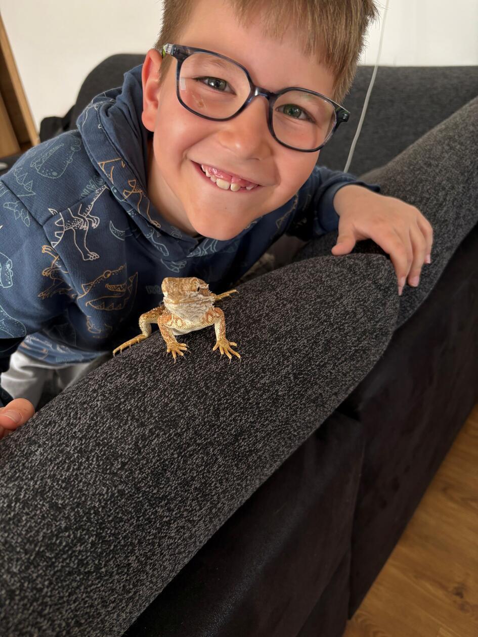 Eine Zwergbartagame lebt bei Jessica Bischoff.