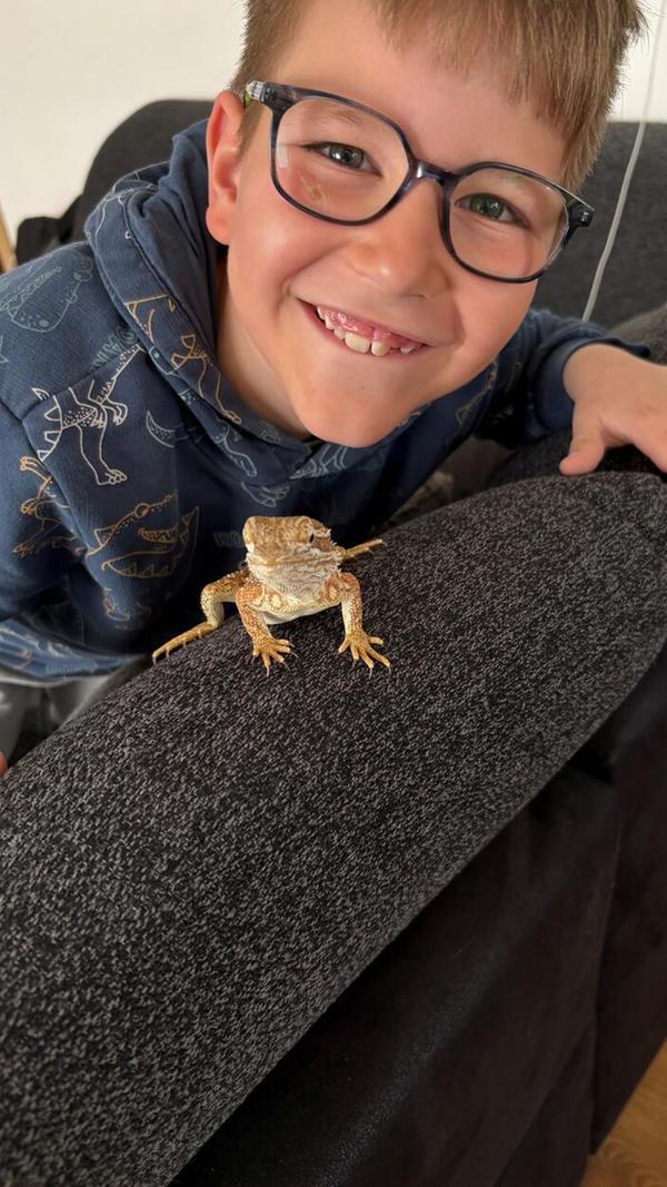 Eine Zwergbartagame lebt bei Jessica Bischoff.