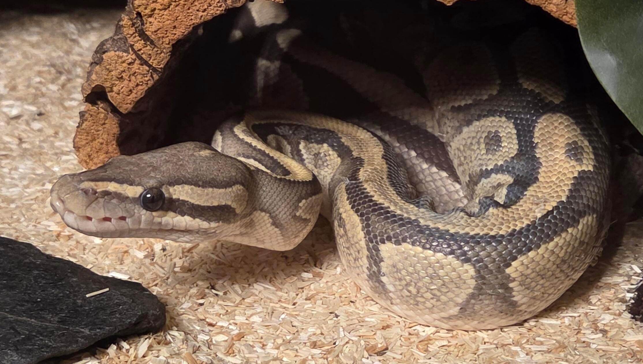 Im Weißenburger Ortsteil Gänswirtshaus lebt bei Martin Peter dieser Königspython. Lexi ist etwa 133 Zentimeter lang und genießt es, bei 33 Grad an einem schattigen Plätzchen in ihrem Terrarium zu liegen. Das Tier stammt aus einer Reptilienauffangstation