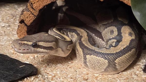 Im Weißenburger Ortsteil Gänswirtshaus lebt bei Martin Peter dieser Königspython. Lexi ist etwa 133 Zentimeter lang und genießt es, bei 33 Grad an einem schattigen Plätzchen in ihrem Terrarium zu liegen. Das Tier stammt aus einer Reptilienauffangstation