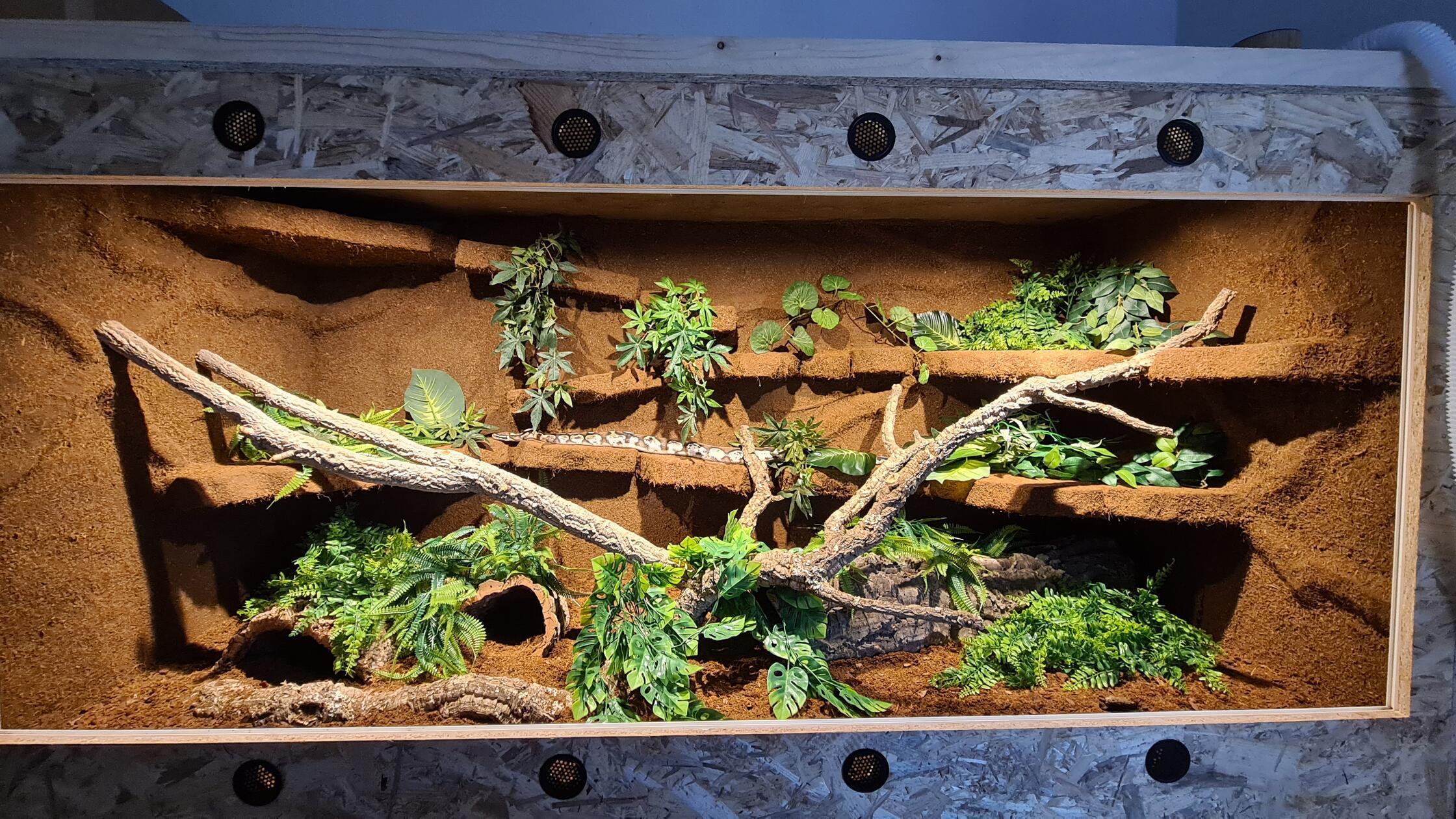 Das Terrarium für die beiden Schlangen der Familie Schulz hat der Sohn der Familie im Rahmen eine Schulprojekts (Große Montessori Abschlussarbeit GMA) selbst gebaut.