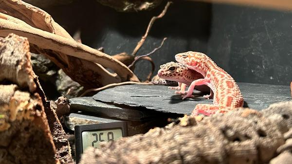 Rebecca Naumann hat uns dieses Bild von Diana und Blumka geschickt. Sie hält Leopardgeckos und Kronengeckos