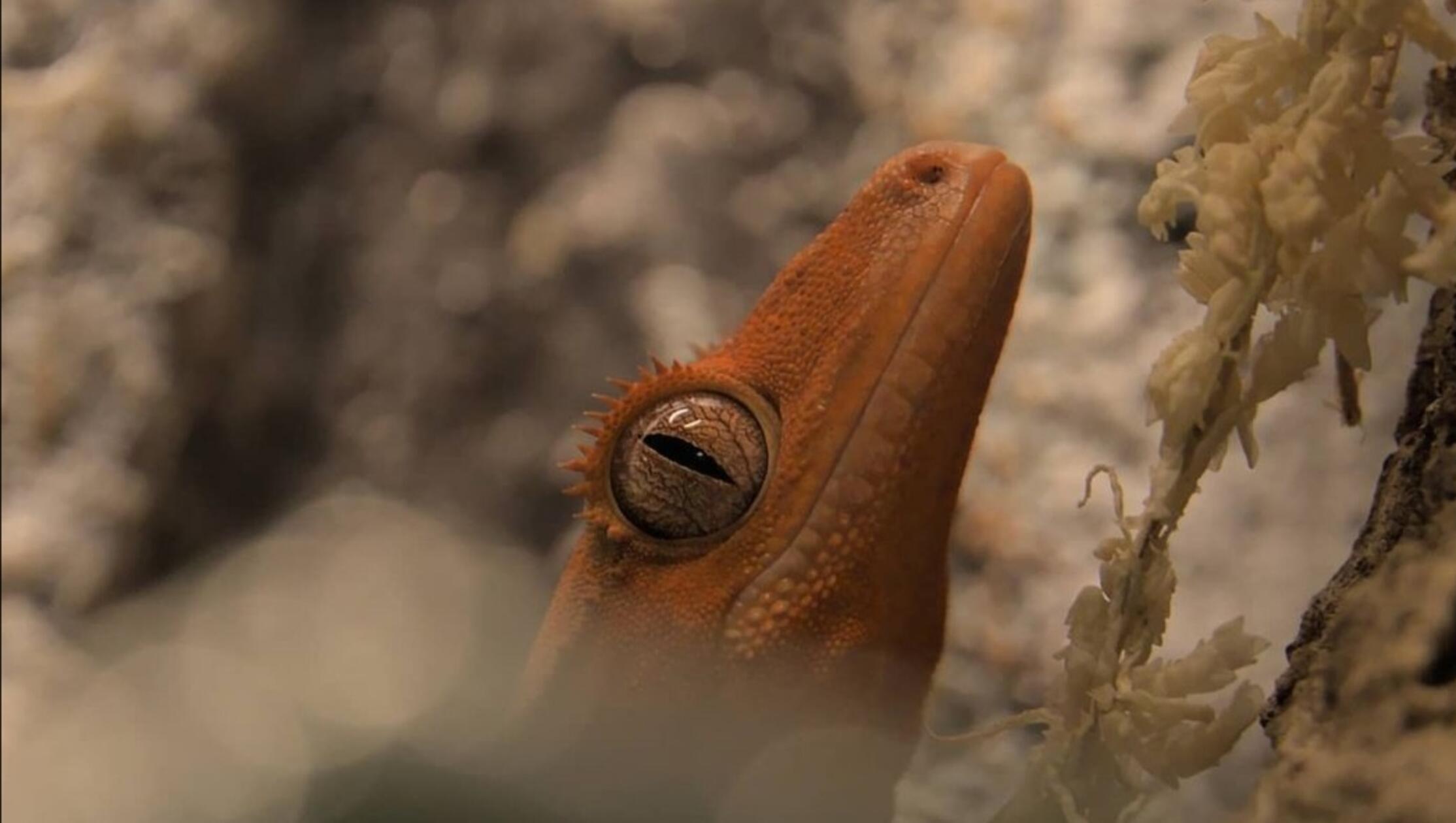 Hier schaut Glumanda etwas skeptisch in die Kamera. Das Kronengecko-Weibchen lebt zusammen mit dem Männchen Cookie bei Rebecca Naumann in der Region. Kronengeckos sind dämmerungs- und nachtaktiv undstammen aus Neukaledonien. Die Tiere brauchen es feucht im Terrarium , in dem auch viele Klettermöglichkeiten nötig sind.