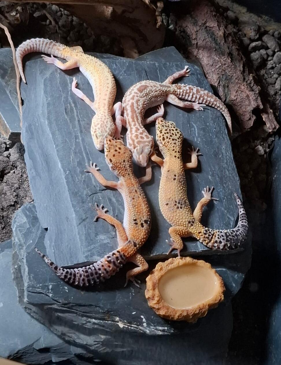 Vier Leopardengeckos leben bei Rebecca Naumann. Die Tiere stammen aus Pakistan, Afghanistan, dem Nordwesten Indiens und aus Teilen Irans und bevorzugen ein Terrarium in Steppen- und Wüstenoptik, eher warm und trocken. Für die Häutung und Eiablage benötigen die Tiere aber eine feuchte Höhle.