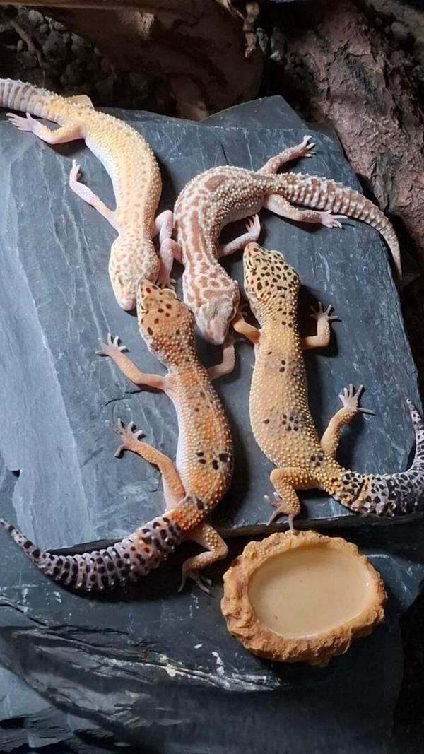 Vier Leopardengeckos leben bei Rebecca Naumann. Die Tiere stammen aus Pakistan, Afghanistan, dem Nordwesten Indiens und aus Teilen Irans und bevorzugen ein Terrarium in Steppen- und Wüstenoptik, eher warm und trocken. Für die Häutung und Eiablage benötigen die Tiere aber eine feuchte Höhle.