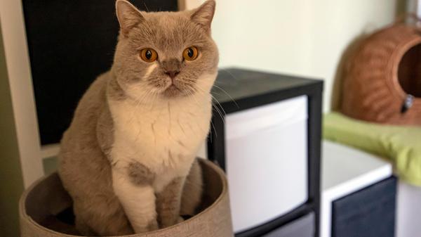 KATZENTEMPEL ERLANGEN KURZ VOR DER ERÖFFNUNG