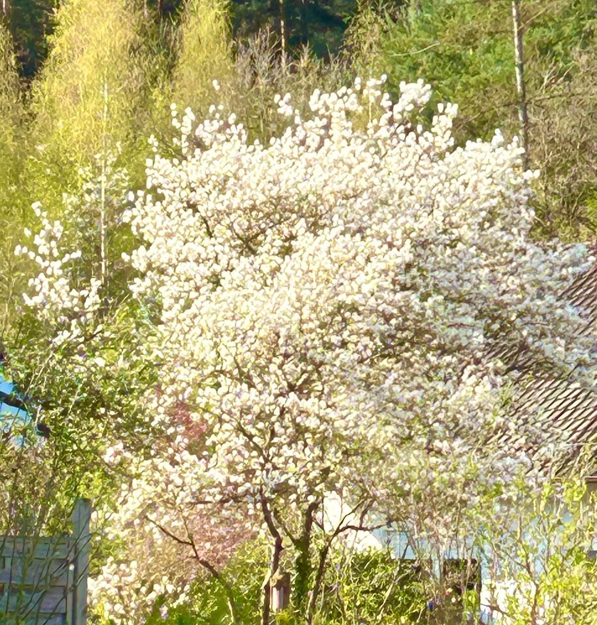 Felsenbirne, Rothaurach