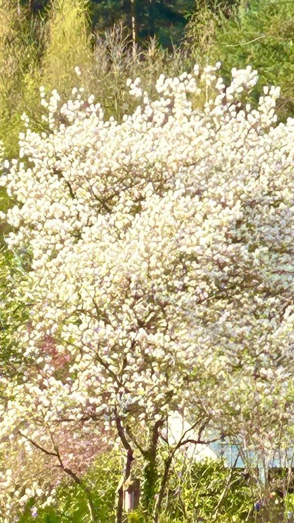 Felsenbirne in voller Pracht.