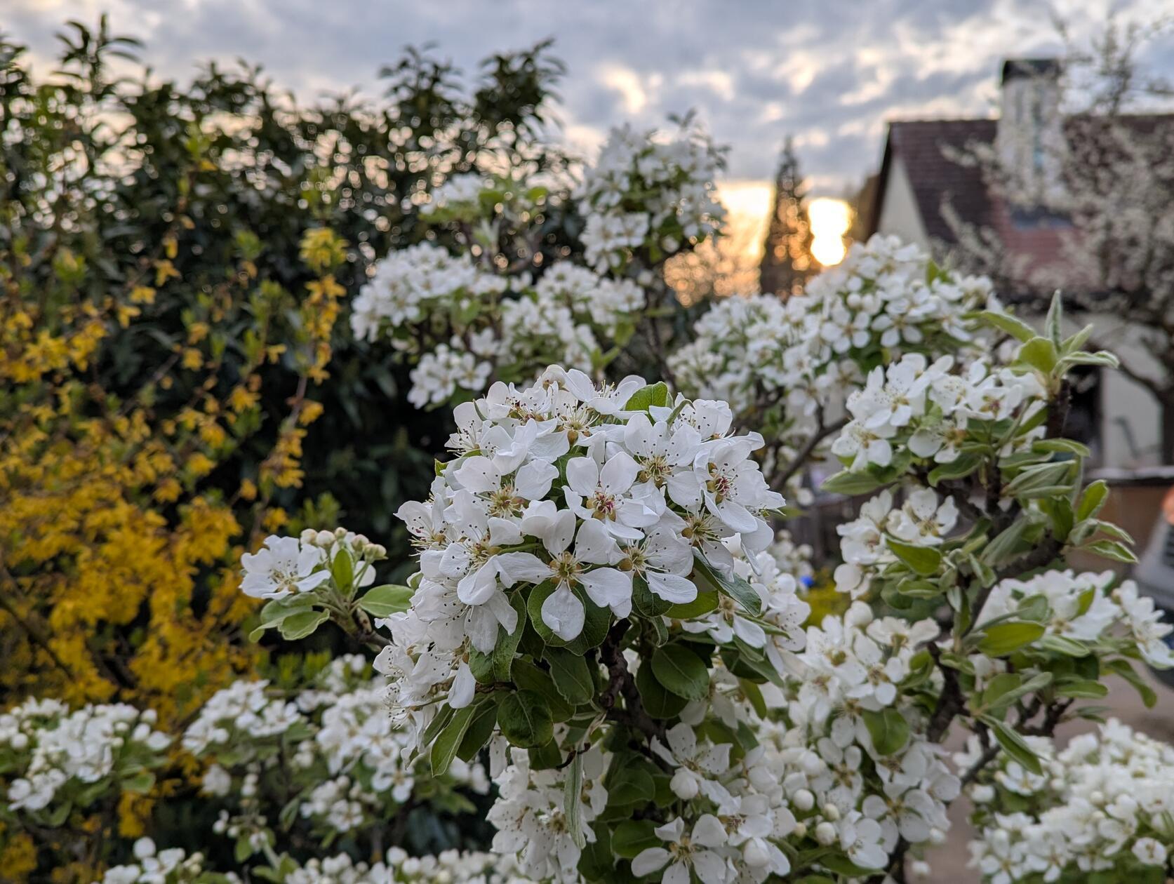 Birnenblüten im Sonnenuntergang in Rittersbach.