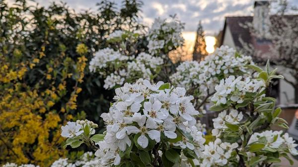 Birnenblüten im Sonnenuntergang in Rittersbach.
