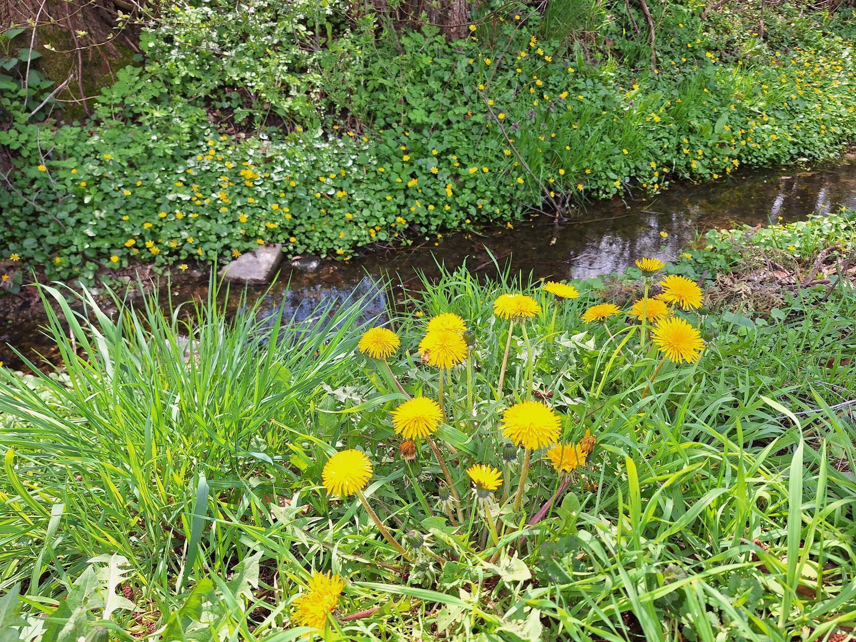 Der Frühling erwacht auch in Großschwarzenlohe.