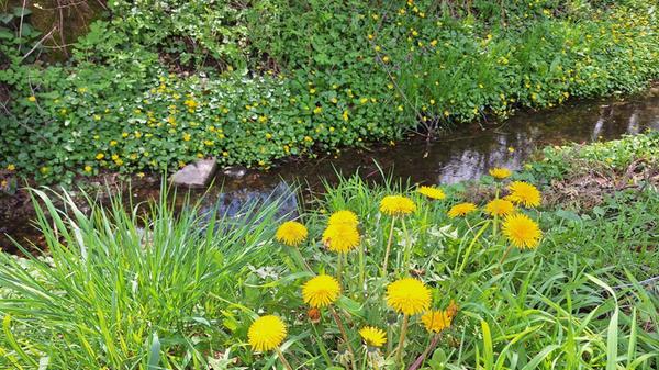 Der Frühling erwacht auch in Großschwarzenlohe.