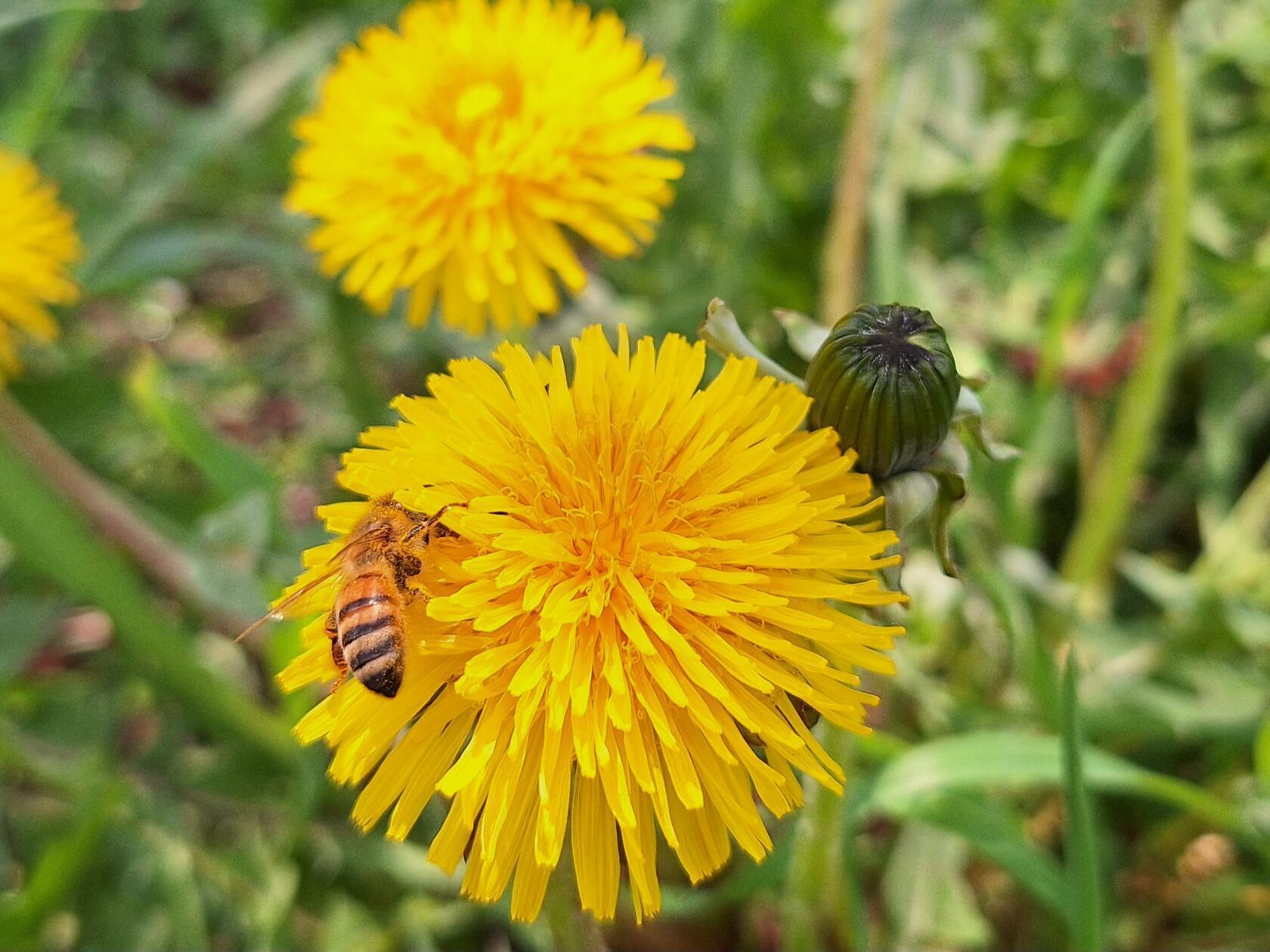Der Frühling erwacht auch in Großschwarzenlohe.