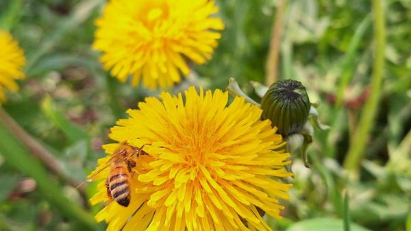 Der Frühling erwacht auch in Großschwarzenlohe.