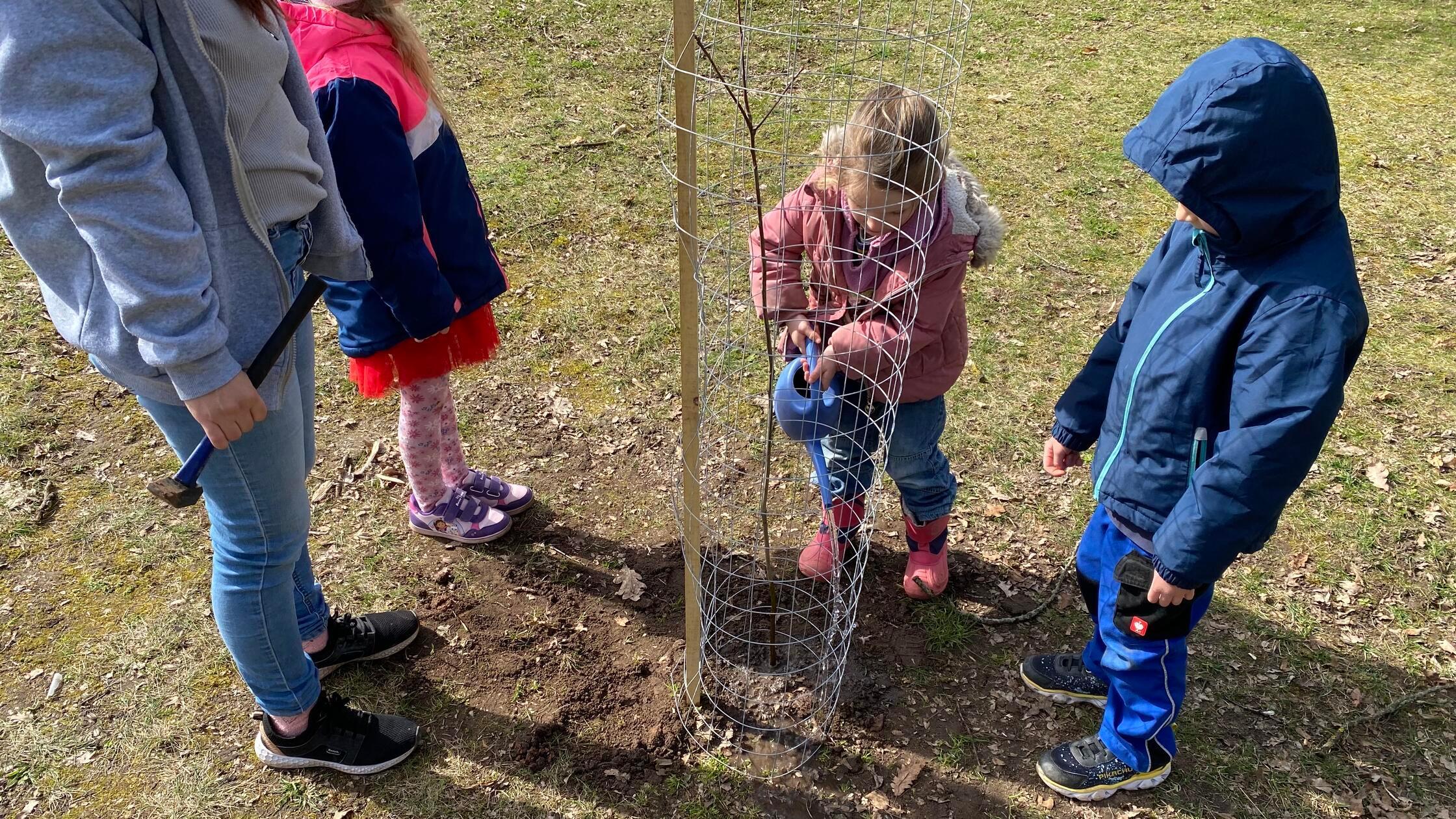 Pflantztermin 19.3.26 kita loeze