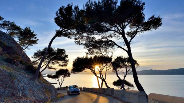 Pinien im Sonnenuntergang an einer Landstraße, bei