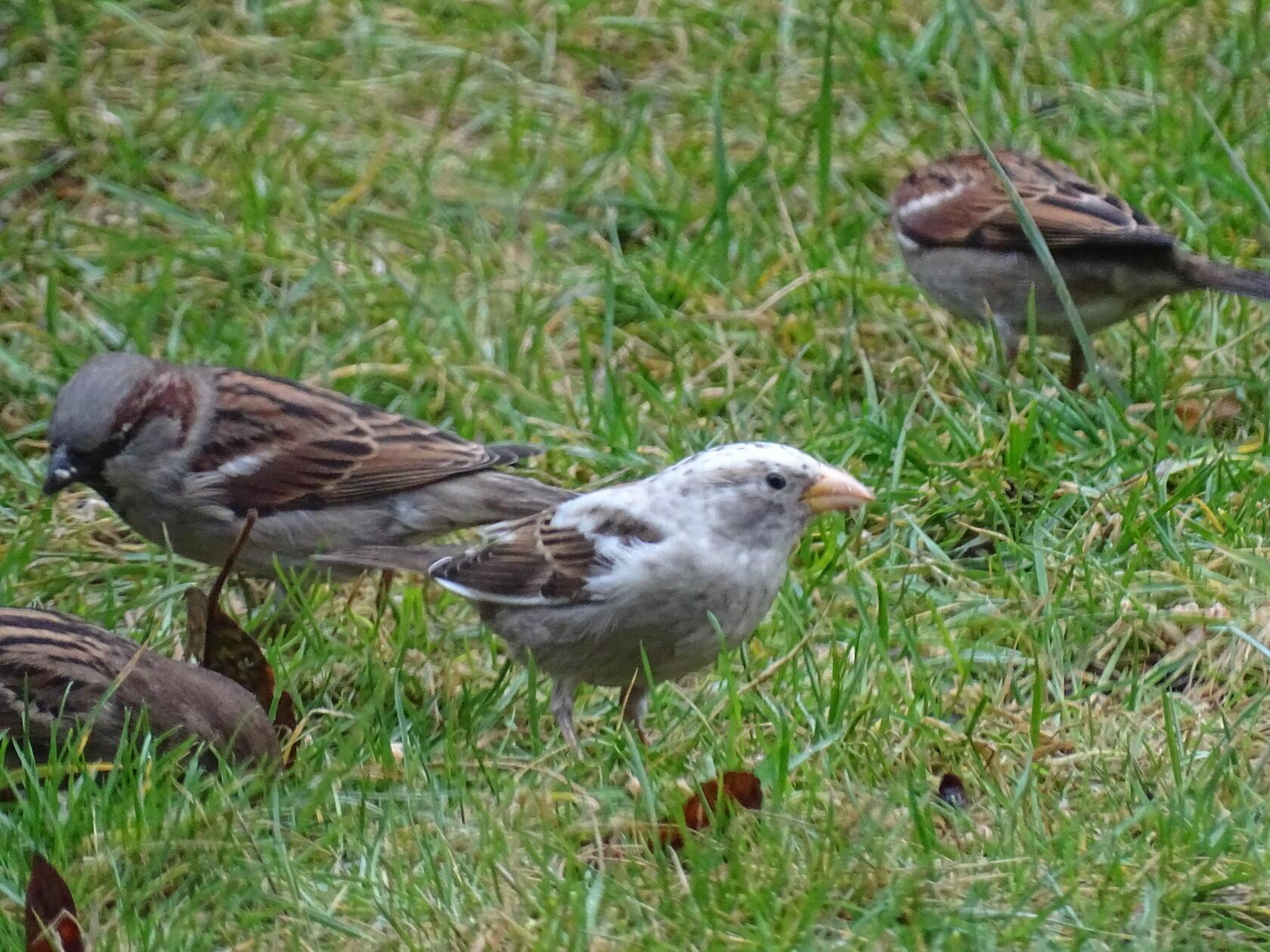 Ein seltsamer Vogel - der Albino-Haussperling.
