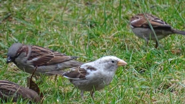 Ein seltsamer Vogel - der Albino-Haussperling.