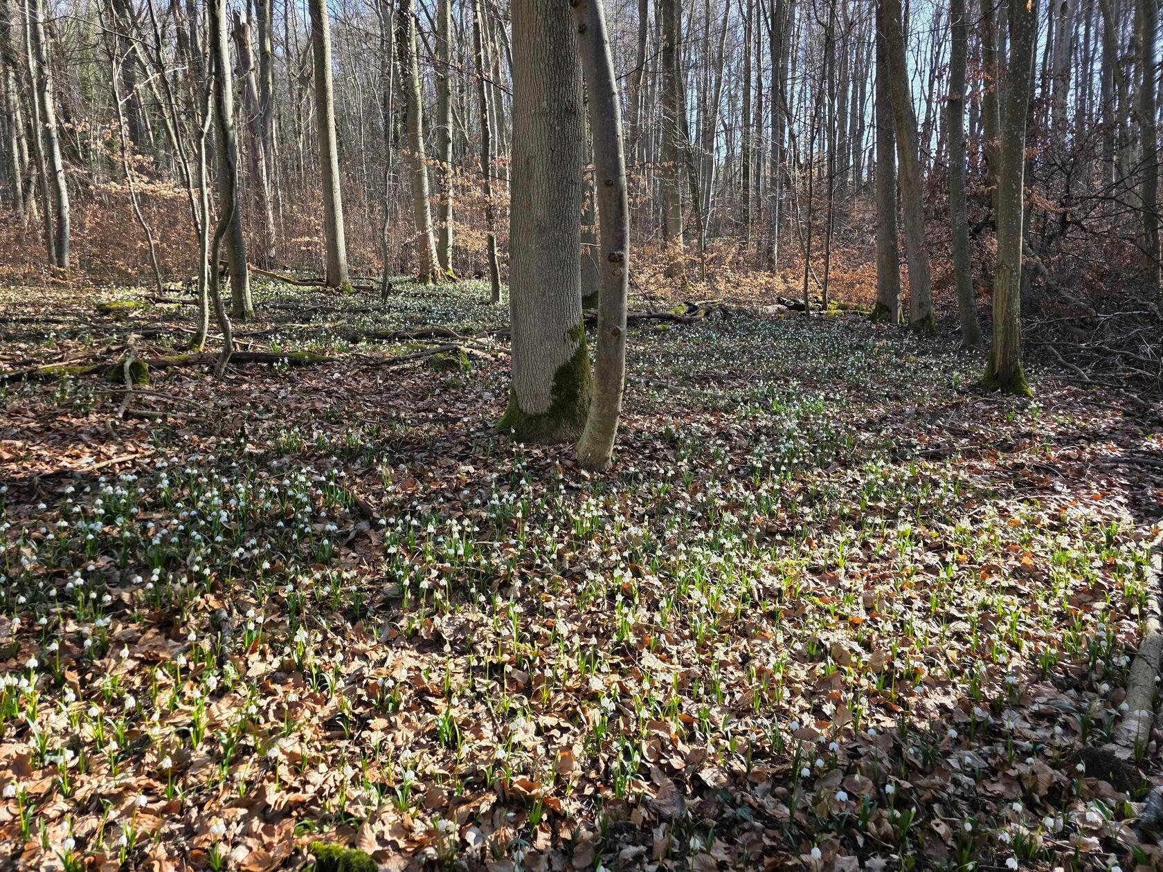Pünktlich zum Märzanfang blühen die Märzenbecher im Märzenbecherwald bei Ettenstadt.
