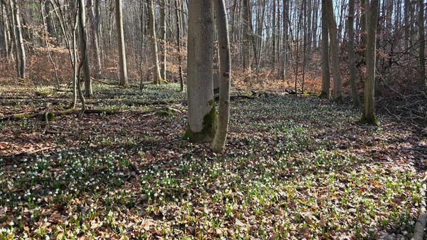 Pünktlich zum Märzanfang blühen die Märzenbecher im Märzenbecherwald bei Ettenstadt.