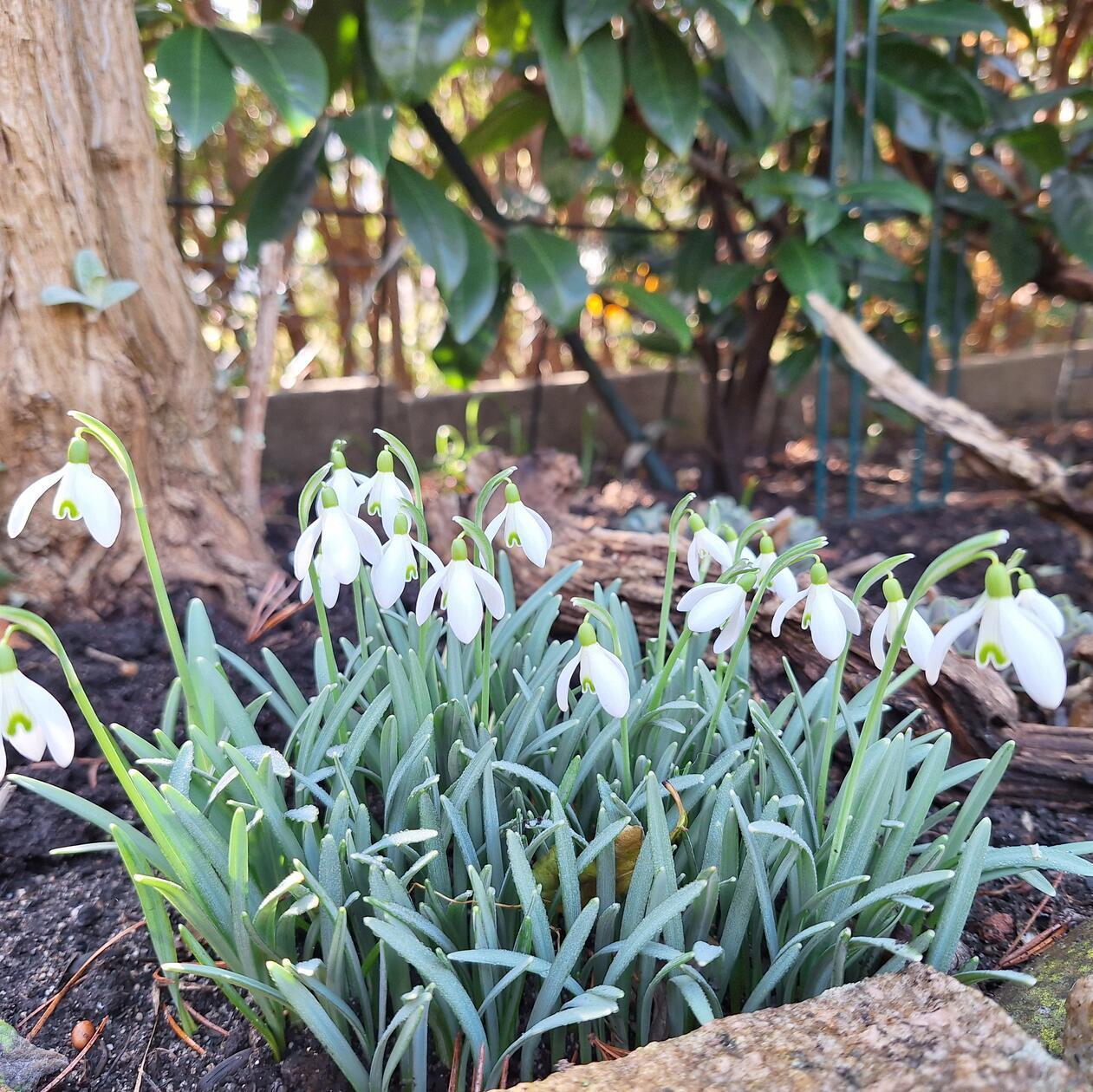Frühlingsboten nach der Schneeschmelze.