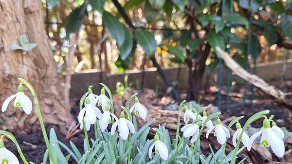Frühlingsboten nach der Schneeschmelze.