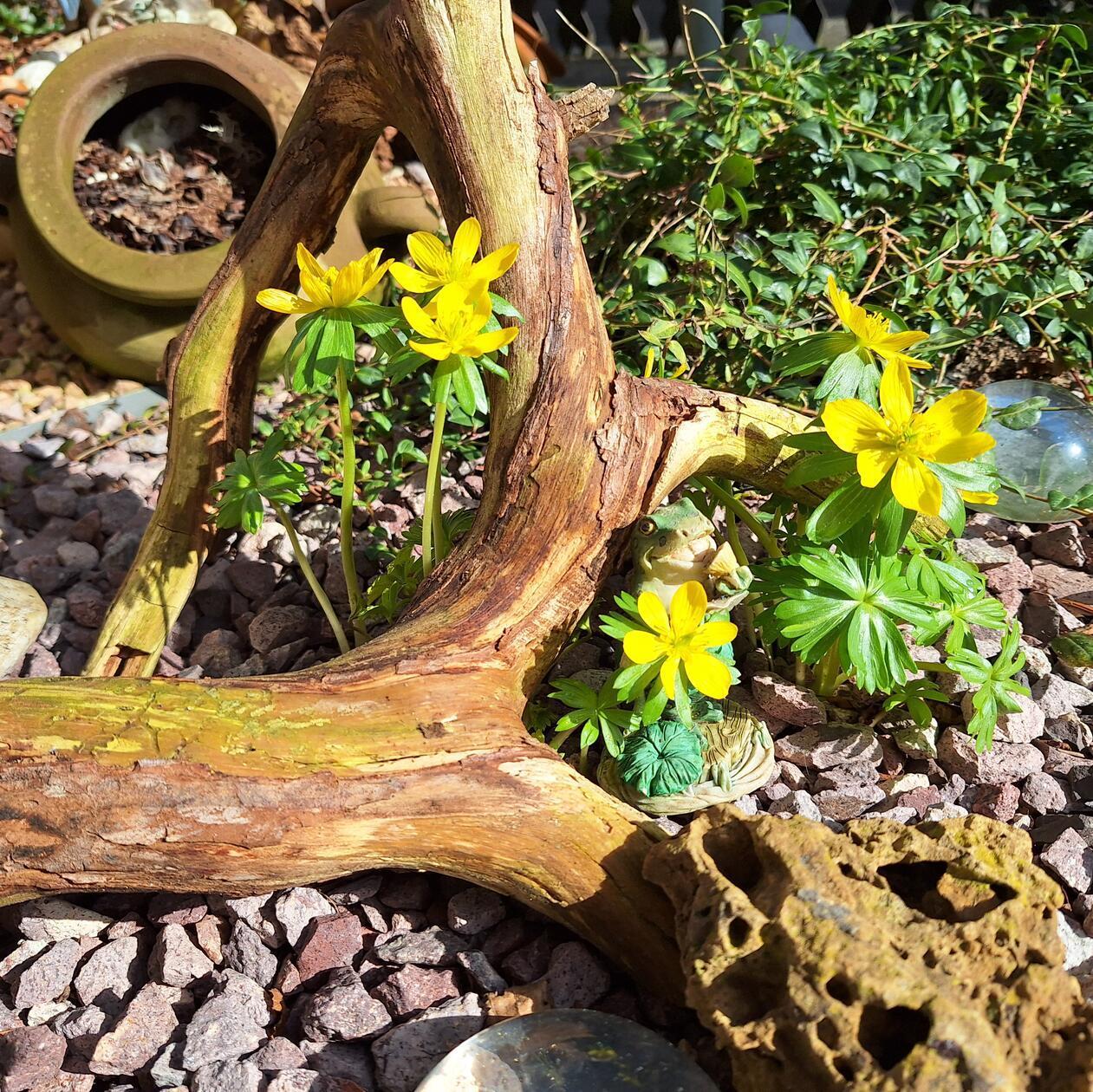 Im Garten unseres Lesers strecken sich die ersten Blümchen der Sonne entgegen.