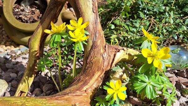 Im Garten unseres Lesers strecken sich die ersten Blümchen der Sonne entgegen.