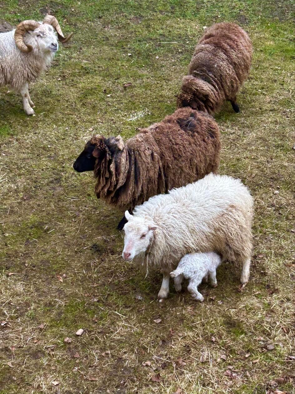 Der Nachwuchs ist da, gesehen von unserem Leser.