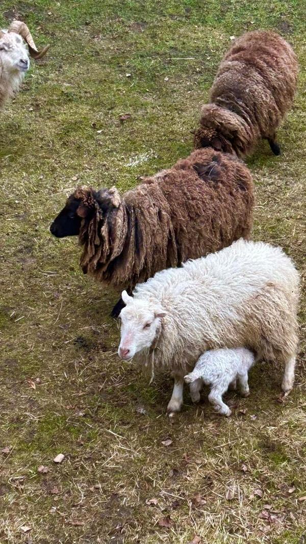Der Nachwuchs ist da, gesehen von unserem Leser.