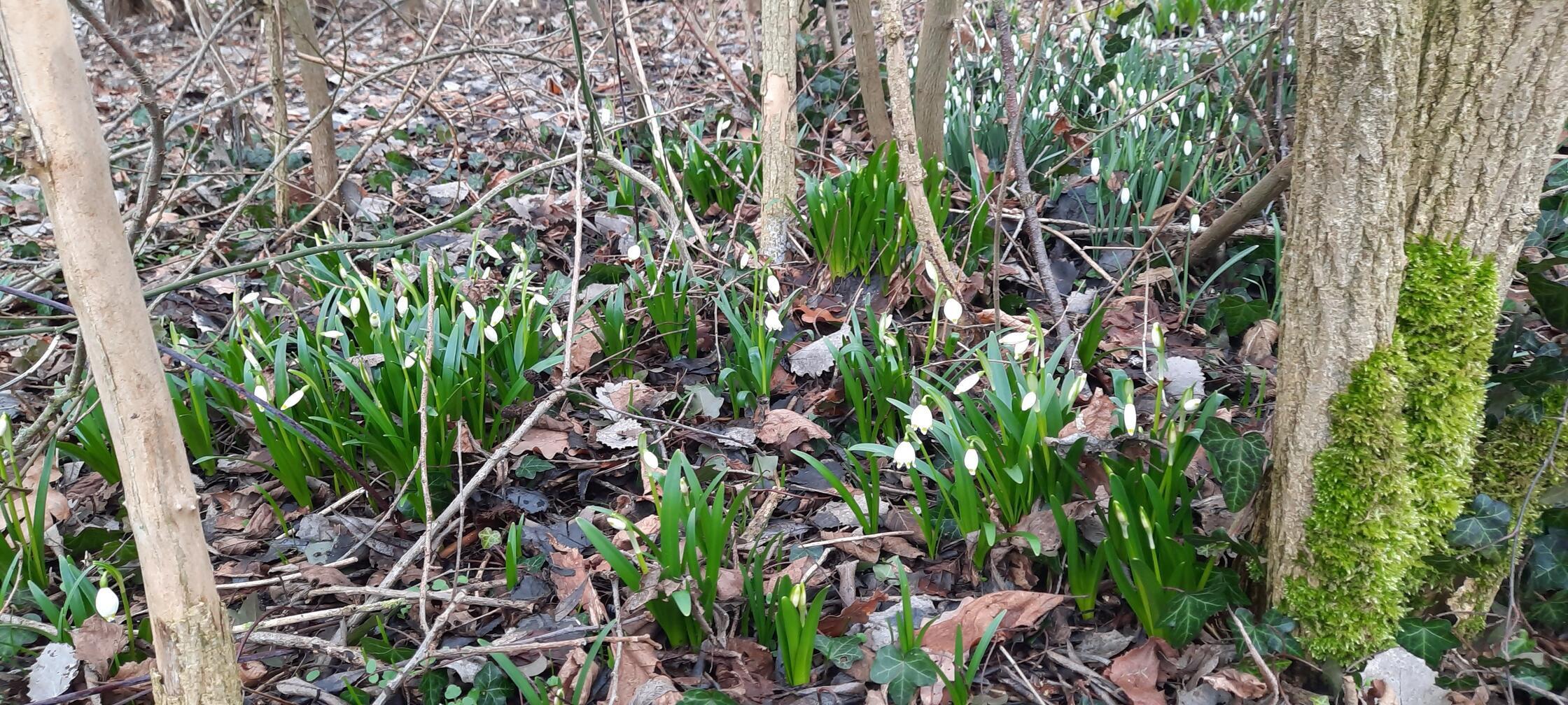 Die Märzenbecher verabschieden die Schneeglöckchen im Garten unserer Leserin.