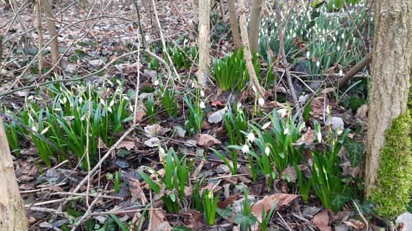 Die Märzenbecher verabschieden die Schneeglöckchen im Garten unserer Leserin.